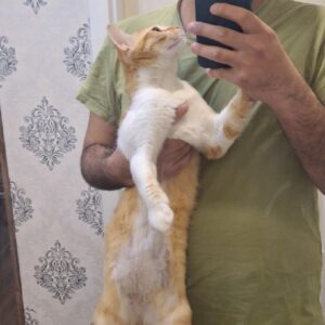 گربه نارنجی عقیم شده