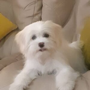 توله با نمک و باهوش