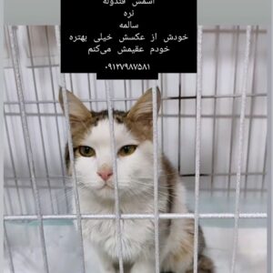 واگذاری رایگان گربه