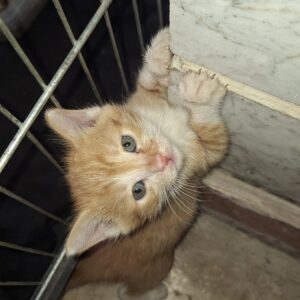 واگزاری دو بچه گربه ۵یا۶ هفته