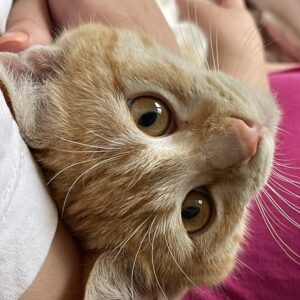 گربه ی dsh سه ماهه خیلی مهربون و خرخری