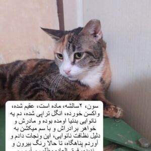 گربه امداد شده