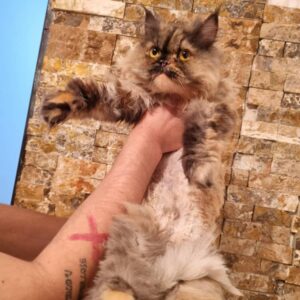 واگذاری گربه ماده عقیم شده