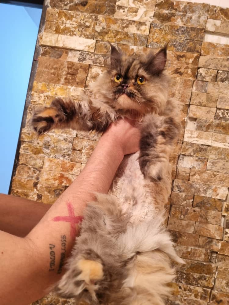 واگذاری گربه ماده عقیم شده