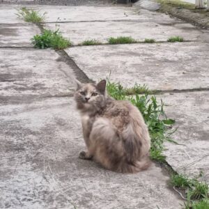 گربه به شدت مهربان و نیازمند خانواده