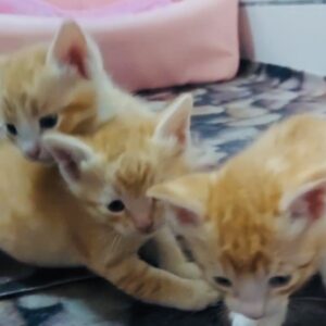 واگذاری رایگان گربه مهربون و ناز