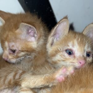 بچه گربه ۱ ماهه پرتقالی رنگ