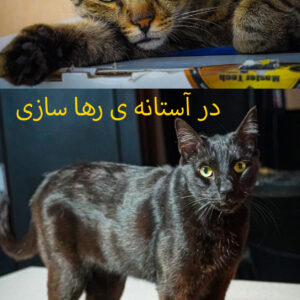 واگذاری گربه در آستانه رهاسازی