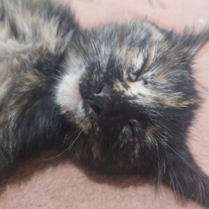 بچه گربه dsh