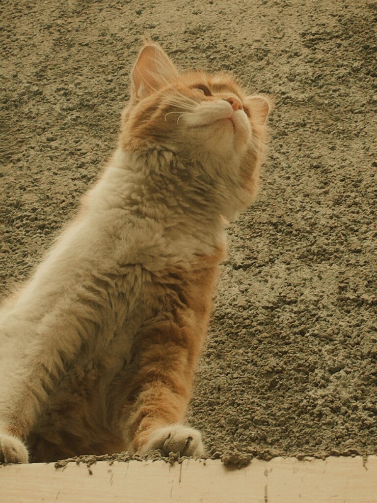 گربه نارنجی ماده