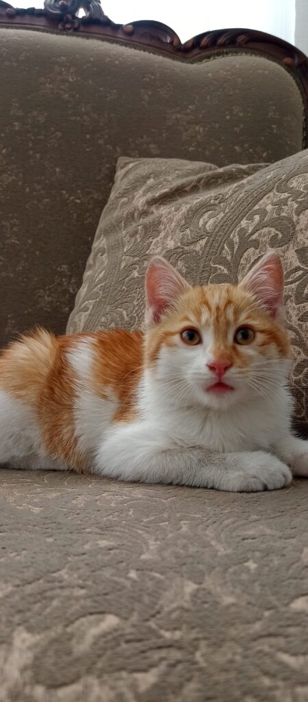 واگذاری گربه