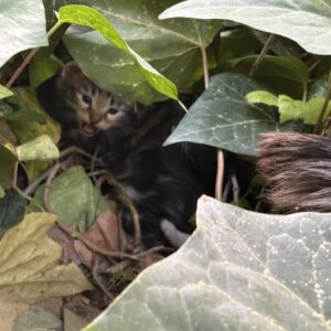واگذاری گربه‌ی مادر و سه تا بچه هاش