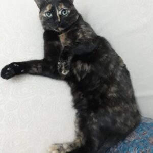واگذاری گربه خانگی