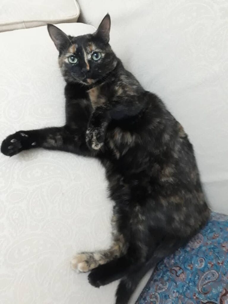 واگذاری گربه خانگی