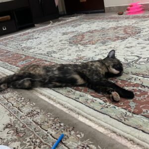 گربه ماده زیر یکسال