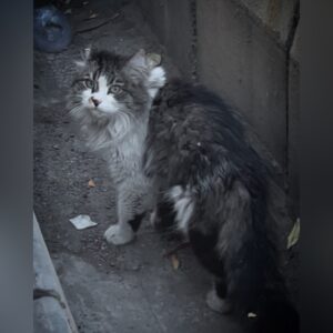 واگزاری گربه