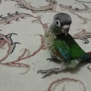 نیاز به جراحی
