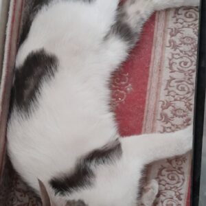 واگذاری گربه
