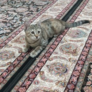 واگذاری رایگان بچه گربه