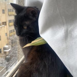 واگذاری گربه
