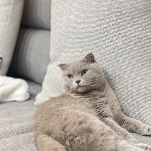 گربه دو ساله خکستری رنگ با نژاد اسکاتیش