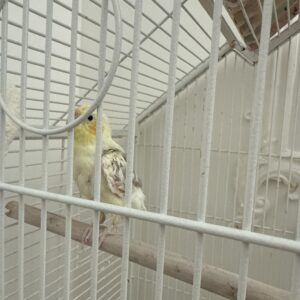 یک عدد عروس هلندی