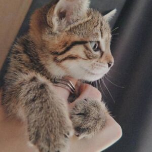 واگذاری بچه گربه