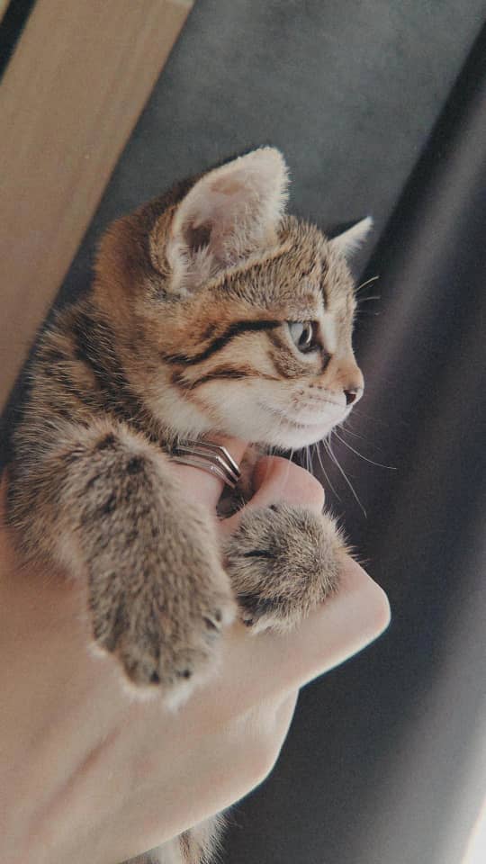 واگذاری بچه گربه