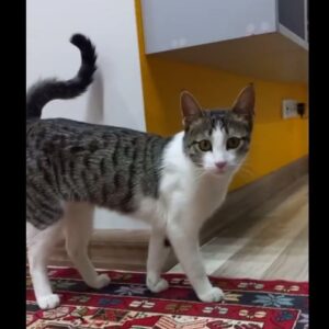 رايا دختر 5 ماهه بسيار شيرين و بازيگوش (لطفا با شماره‌ 09122130269 تماس بگيريد)