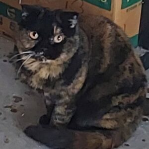 گربه اسکاتیش ماده