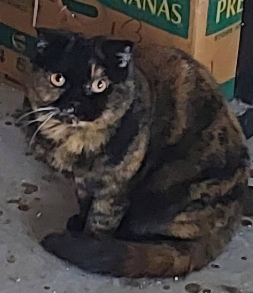 گربه اسکاتیش ماده