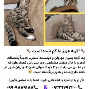 گربه عزیز ما گمشده است