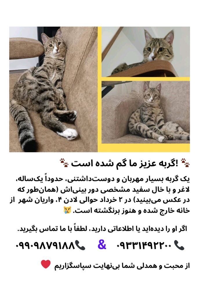 گربه عزیز ما گمشده است