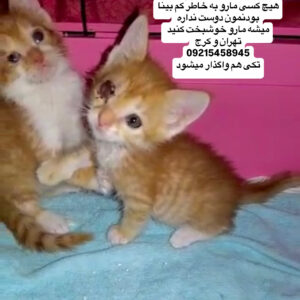 بچه گربه های زیبا