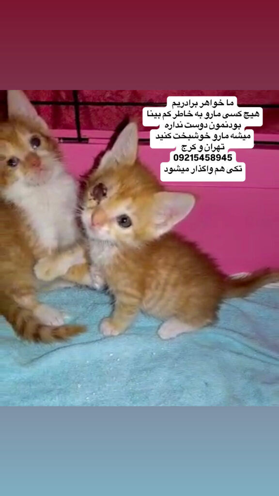 بچه گربه های زیبا