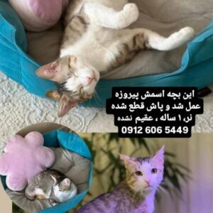 واگذاری فوری گربه dsh
