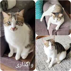 واگذاری فوری ۳ گربه ماده سالم و واکسینه‌شده – تهران