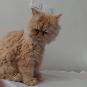 گربه پرشین نارنجی گمشده