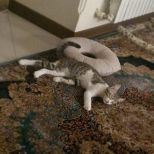 واگذاری گربه نر dsh