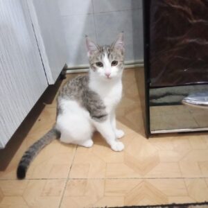 واگذاری گربه مهربان و دوست داشتنی
