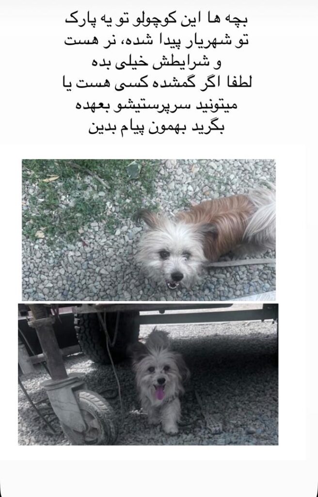 سگ پیدا شده