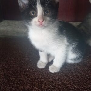 واگذاری بچه گربه‌ی  ۴۵ روزه