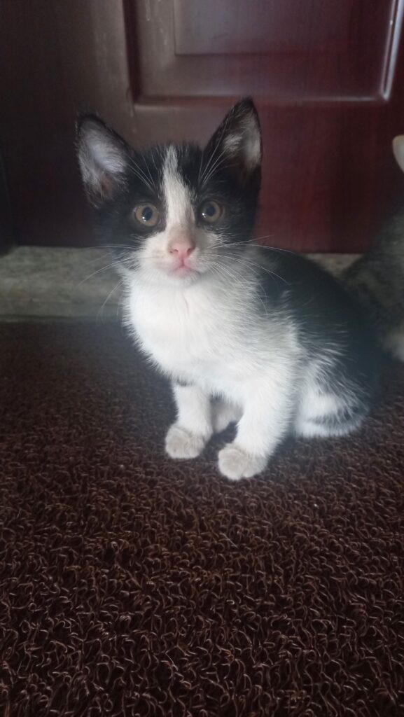 واگذاری بچه گربه‌ی  ۴۵ روزه