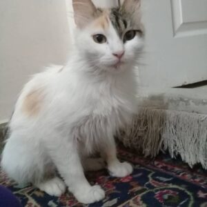 واگذاری گربه ۷ماهه