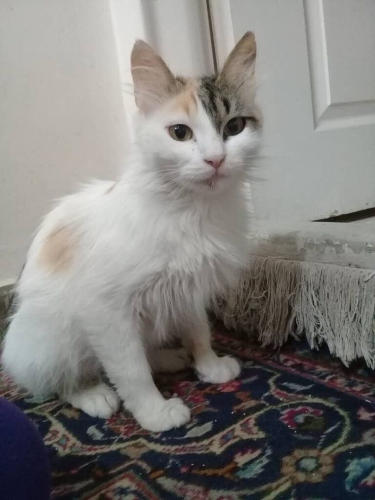 واگذاری گربه ۷ماهه