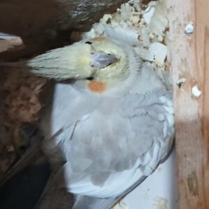 عروس هلندی خاکستری ماده گمشده