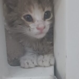 سرپرست مهربون برای بچه‌گربه سالم و شیطون