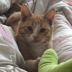 گربه زرد با قلاده ابی