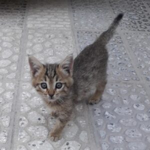 گربه گمشده من چیزی ندارم برای پاداش بدم چون ۱۰ سالمه