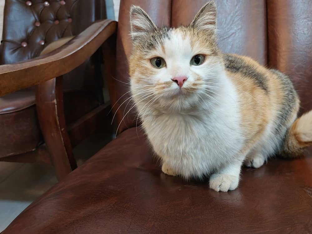 گربه باردار ۳،۴ ساله بنام ملوس گمشده